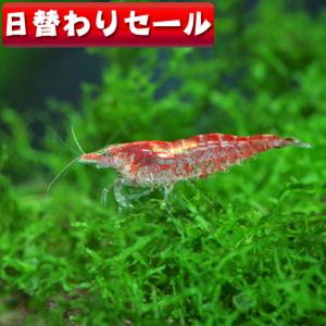 (エビ)( 日替わり限定)レッドチェリーシュリンプ　約１.５cm　6匹