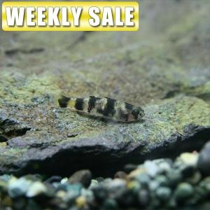 チェリーバルブの商品一覧 通販 Yahoo ショッピング