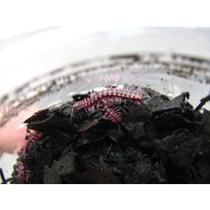 ピンクドラゴンミリピード　成虫10匹セット　(生体)※死着補償有り(地域限定)