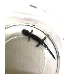トウホクサンショウウオ（幼体）　※死着補償有り（地域限定）【クール便