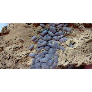 ペラッカエハナダカダンゴムシ　10匹セット　(生体)　※死着補償有り(地域限定)