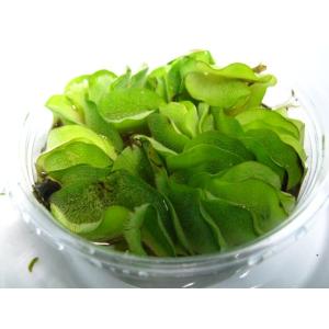 オオサンショウモ