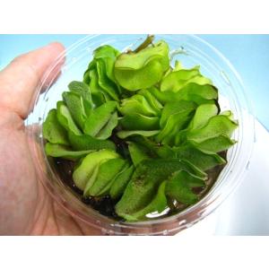 オオサンショウモの詳細画像1