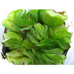 オオサンショウモの詳細画像2