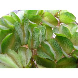 オオサンショウモの詳細画像3