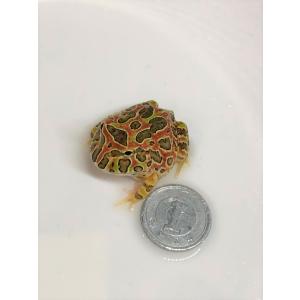 ベルツノガエル ”ハイレッド”　(2)（生体）※死着補償有り（地域限定）