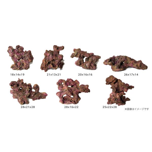 レッドシー ORCA オーシャンロック BRAVO（ブラボー）