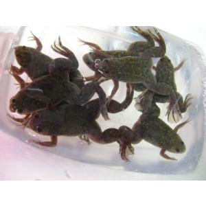 エサ用 ツメガエル(M) 30匹セット【生き餌...の詳細画像1