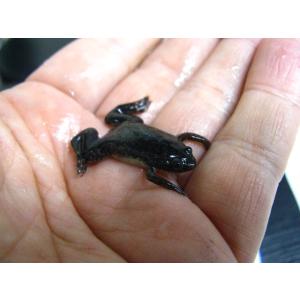 エサ用　ツメガエル　30匹セット【生き餌】※死着補償有り(地域限定)『クール便』（注）同梱不可