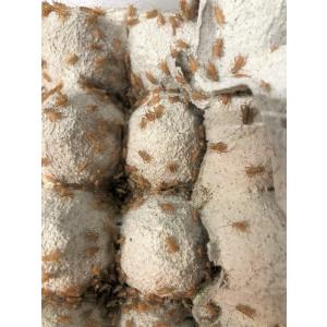 ヨーロッパイエコオロギ(Sサイズ)100匹セット　生餌　活餌　カナヘビ　ヤモリ　トカゲ　※死着補償有り（地域限定）