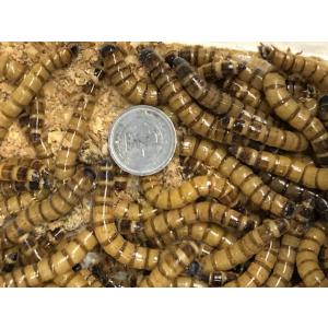 ジャイアントミルワーム　100匹　【只今10％増量中＆レッドワーム10匹混入】【生き餌】小動物　トカ...