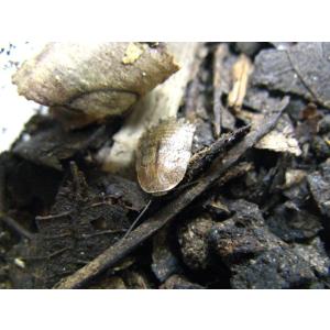 サツマゴキブリ　幼虫5匹セット(生体)※死着補償有り(地域限定)