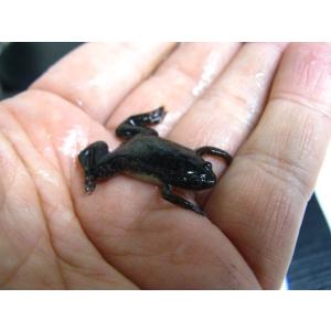 エサ用　ツメガエル　50匹セット【生き餌】　※死着補償有り(地域限定)『クール便』（注）同梱不可