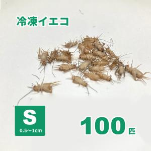 冷凍ヨーロッパイエコオロギ(Sサイズ)100匹 ...の商品画像