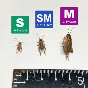 冷凍ヨーロッパイエコオロギ(Sサイズ)100匹...の詳細画像1