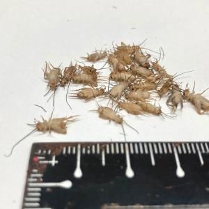 冷凍ヨーロッパイエコオロギ(Sサイズ)100匹...の詳細画像2