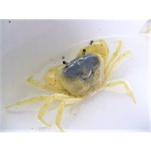 サワガニ(ブルー)　※死着補償有り(地域限定)