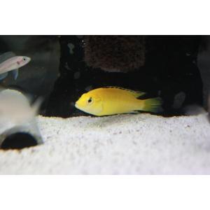 フィッシュジャパン 中型熱帯魚 熱帯魚 Yahoo ショッピング