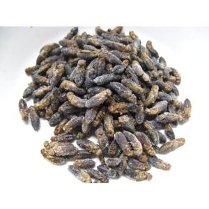 冷凍フタホシコオロギ(M)100g 【手足処理済】　爬虫類、両生類、小動物等のエサ　※クール便