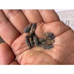 冷凍フタホシコオロギ(M)100g 【手足処理...の詳細画像1