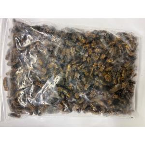 冷凍フタホシコオロギ(M)100g 【手足処理...の詳細画像2