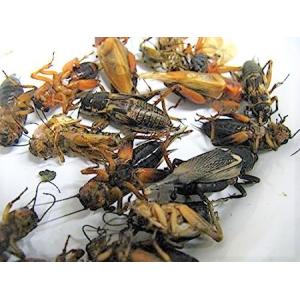 冷凍フタホシコオロギ(Mサイズ)50匹　爬虫類、両生類、小動物等のエサ　※クール便