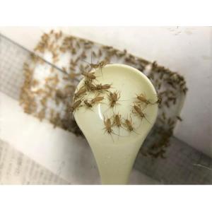 ヨーロッパイエコオロギ(Sサイズ) 20匹セット...の商品画像