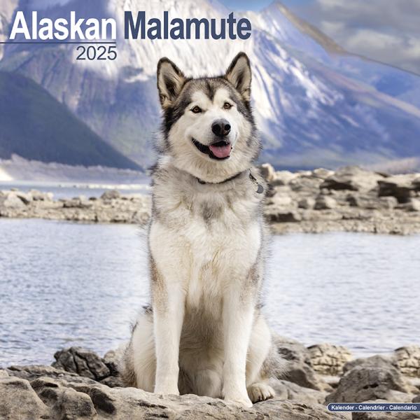 ペット カレンダー 2025年 壁掛け 犬 ドッグ アラスカンマラミュート 海外輸入版 書き込み 犬...