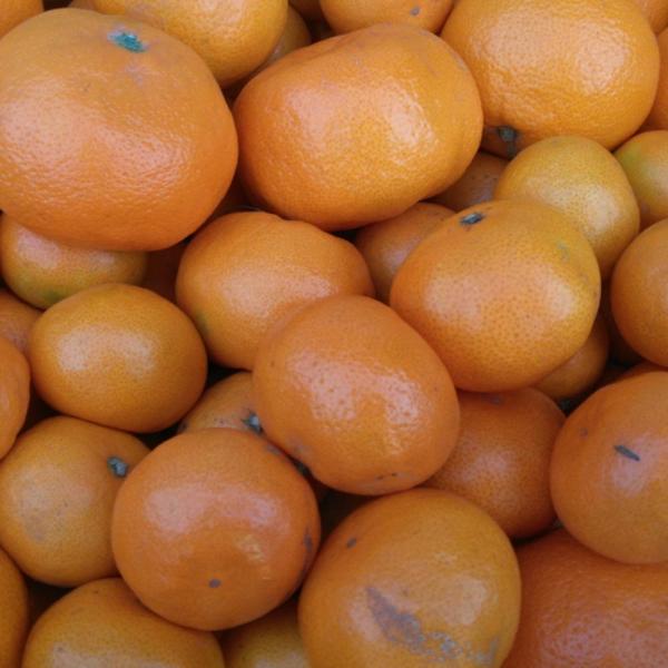 みかん　訳あり　ご家庭用　5kg 不揃い　熊本産　訳あり【規格外品】80サイズ