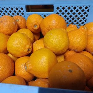 不知火 訳あり 5kg デコポンと同品種 規格...の詳細画像1