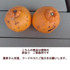 不知火 訳あり 5kg デコポンと同品種 規格...の詳細画像2