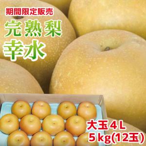 栃木のおいしい完熟梨 幸水 大玉4Lサイズ 12玉 約5kg【ご予約商品 8月20日頃より順時発送】 FN024