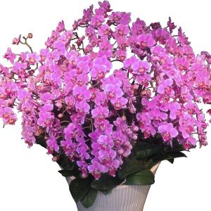 胡蝶蘭 ギフト 産地直送の花ギフト【A-134...の詳細画像1