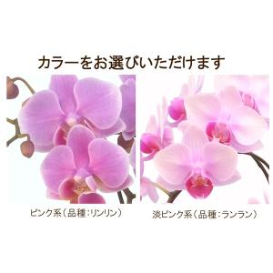 胡蝶蘭 ギフト 産地直送の花ギフト【A-134...の詳細画像2