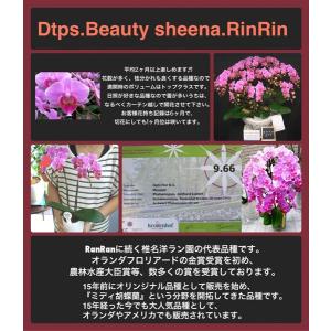 胡蝶蘭 ギフト 産地直送の花ギフト【A-134...の詳細画像3