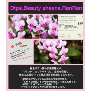 胡蝶蘭 ギフト 産地直送の花ギフト【A-134...の詳細画像4