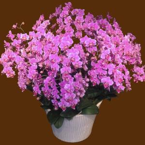 胡蝶蘭 ギフト 産地直送の花ギフト【A-134...の詳細画像5
