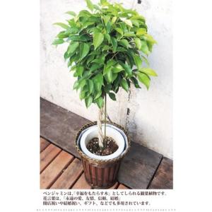 ベンジャミンL7号 観葉植物 送料無料 グリー...の詳細画像2