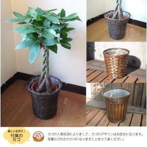 ベンジャミンL7号 観葉植物 送料無料 グリー...の詳細画像3