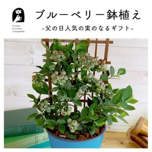 父の日 ギフト プレゼント ブルーベリー鉢植え...の詳細画像1