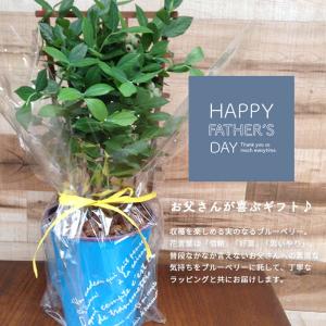 父の日 ギフト プレゼント ブルーベリー鉢植え...の詳細画像2