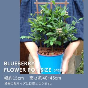 父の日 ギフト プレゼント ブルーベリー鉢植え...の詳細画像3