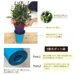 父の日 ギフト プレゼント ブルーベリー鉢植え...の詳細画像4