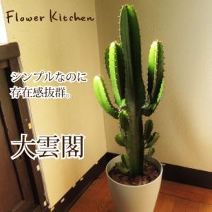 大雲閣 7号鉢 (大)/ユーフォルビア　観葉植物/多肉植物　送料無料 FKTK