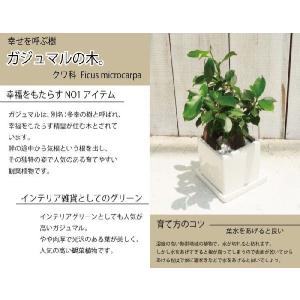 ガジュマル 5号 四角陶器鉢 即日発送 あすつ...の詳細画像1