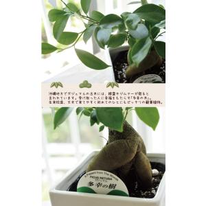 ガジュマル 5号 四角陶器鉢 即日発送 あすつ...の詳細画像2