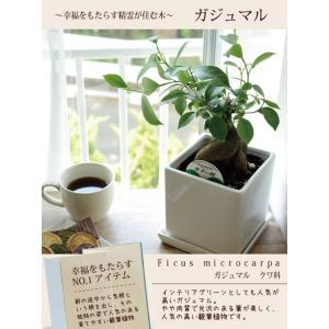 ガジュマル 5号 四角陶器鉢 即日発送 あすつ...の詳細画像3