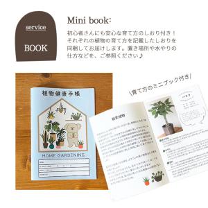 ガジュマル 5号 四角陶器鉢 即日発送 あすつ...の詳細画像4