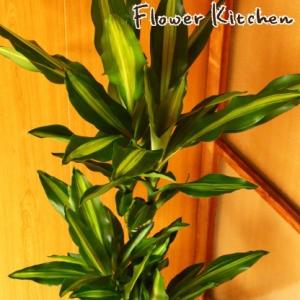 ドラセナ 観葉植物 幸福の木 ジェレ の鉢植え...の詳細画像1