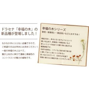 ドラセナ 観葉植物 幸福の木 ジェレ の鉢植え...の詳細画像2
